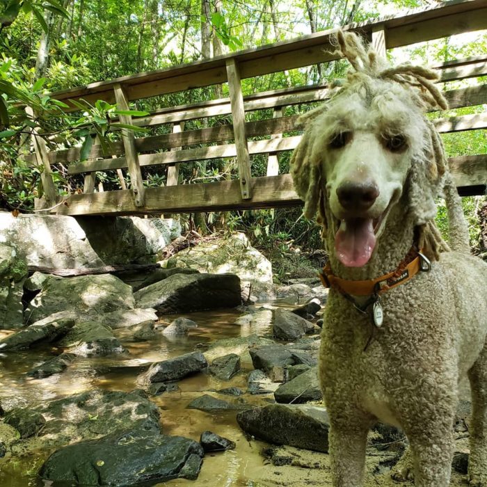 Dog Days of Summer - New River Gorge CVB : New River Gorge CVB