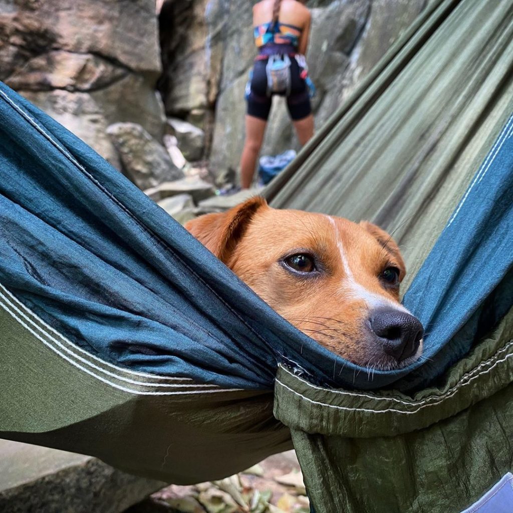 Dog Days of Summer - New River Gorge CVB : New River Gorge CVB