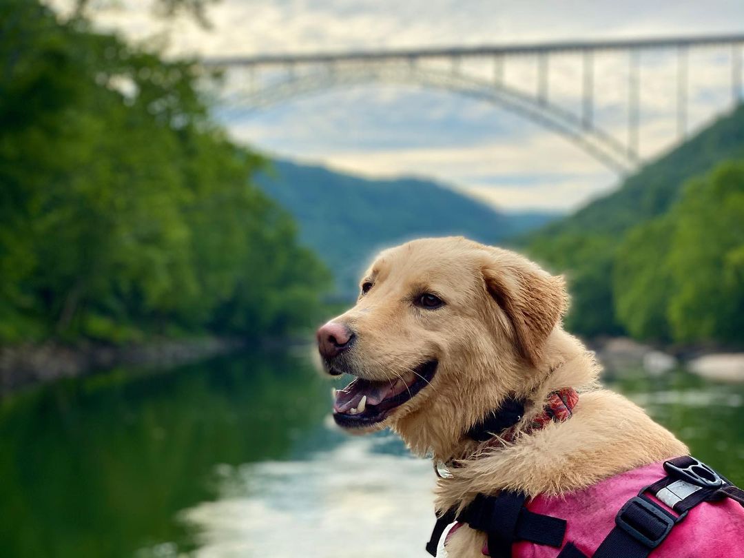 Pet-Friendly Adventures in the New River Gorge - New River Gorge CVB : New River Gorge CVB