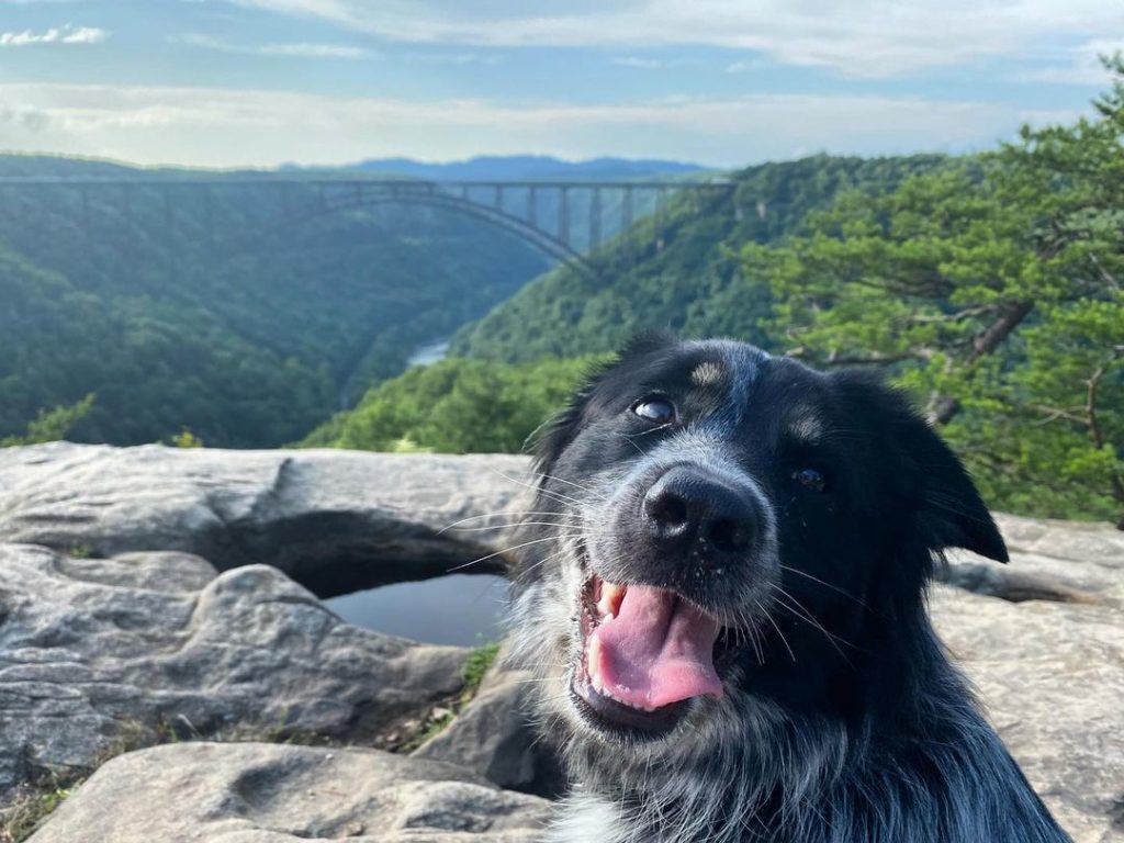 Pet-Friendly Adventures in the New River Gorge - New River Gorge CVB