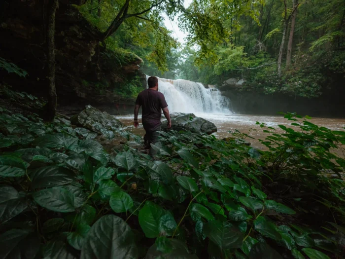 A person in walking toward a wide waterfall in a lush green forest setting. Large leafy plants are visible in the foreground with rocky terrain near the water's edge.