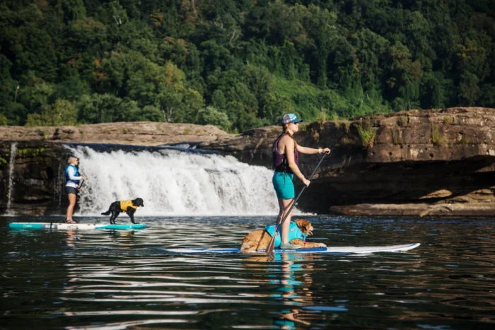 Two women paddleboarding on a river with one dog on each board, near a waterfall and rocky cliffs.