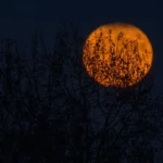 Orange full moon rising behind silhouetted tree branches at dusk