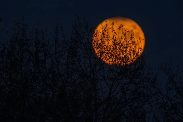 Orange full moon rising behind silhouetted tree branches at dusk