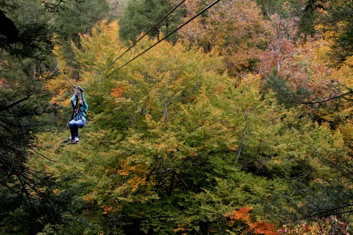 A person ziplines through an autumn forest. 